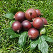 Ribes uva-crispa 'Relina': Bild 2/2