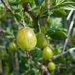 Ribes uva-crispa 'Tatjana': Bild 1/1