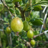 Ribes uva-crispa 'Tatjana' - Stachelbeere - gelbgrün