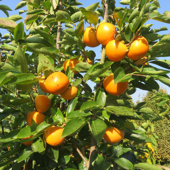 Kaki, Kakipflaume - Diospyros kaki 'Tipo' - gelb