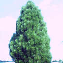 Säulen-Schwarzföhre - Pinus nigra 'Molette'