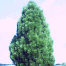 Pinus nigra 'Molette' - Säulen-Schwarzföhre
