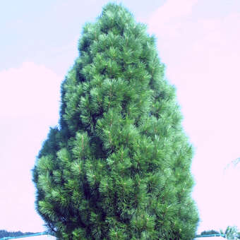 Pinus nigra 'Molette'