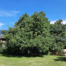 Juglans regia 'Mars' - Veredelte Walnuss