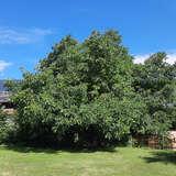 Juglans regia 'Mars' - Veredelte Walnuss