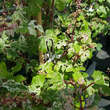 Ampelopsis glandulosa 'Elegans': Bild 2/4