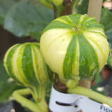 Ficus carica 'Panachee' - Fruchtfeige