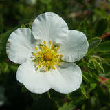 Potentilla fruticosa 'Tilford Cream' - Fünffingerstrauch