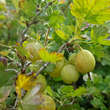 Ribes uva-crsipa 'Hinnonmäki Gelb': Bild 1/1