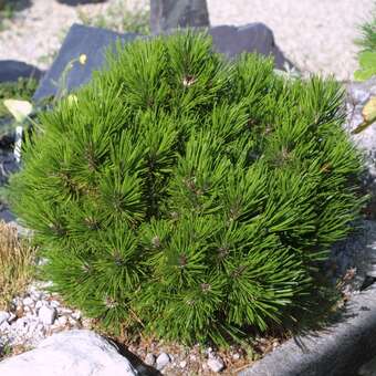 Pinus heldreichii 'Schmidtii'