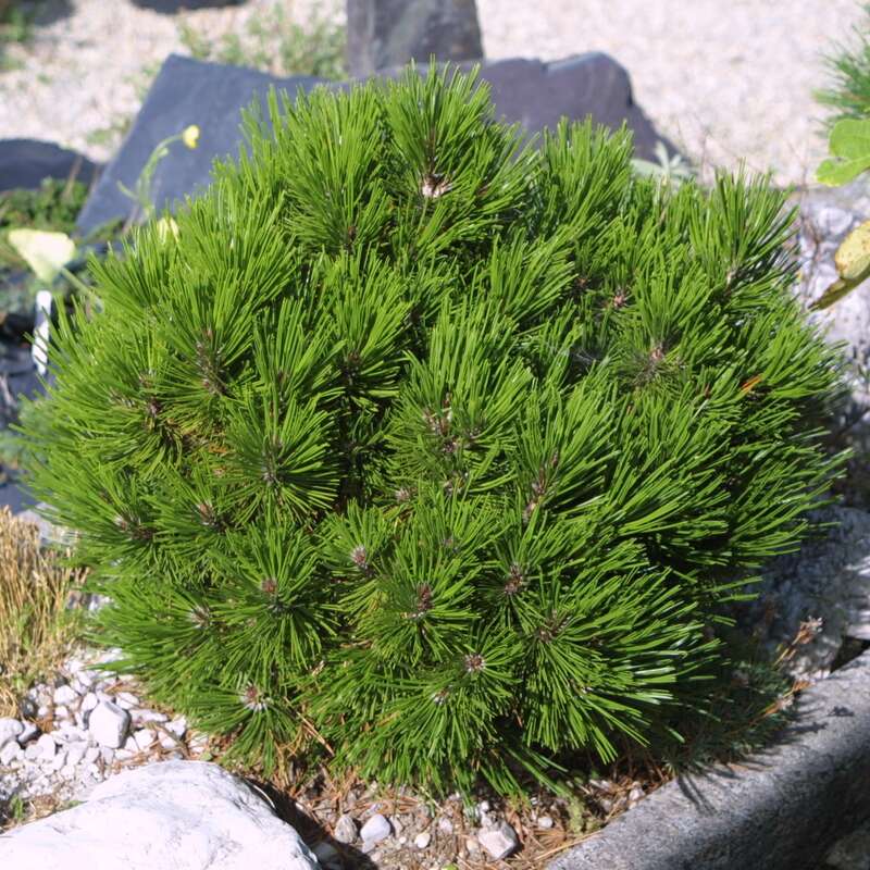 Kugel-Schlangenhautkiefer - Pinus heldreichii 'Schmidtii' - grn