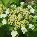 Viburnum trilobum 'Hahs' - Cranberry-Schneeball