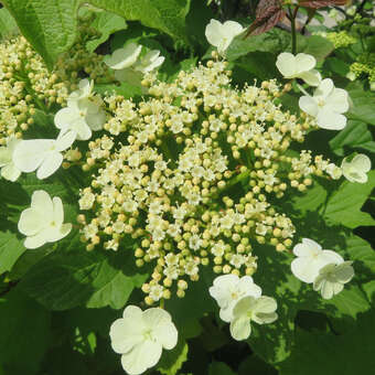 Viburnum trilobum 'Hahs'