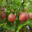 Ribes uva-crispa 'Captivator': Bild 1/2
