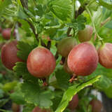 Ribes uva-crispa 'Captivator' - Stachelbeere - rot