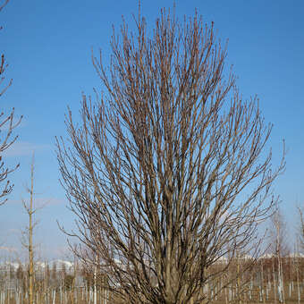 Aesculus hippocastanum 'Pyramidalis'