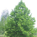 Tilia europaea 'Euchlora' - Krim-Linde