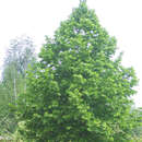 Tilia euchlora - Krim-Linde