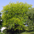 Gleditsia triacanthos 'Sunburst': Bild 1/4