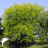 Gleditsia triacanthos 'Sunburst' - Gelber Lederhülsenbaum