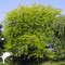 Gelber Lederhülsenbaum