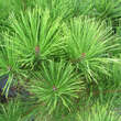 Pinus densiflora 'Alice Verkade': Bild 1/2