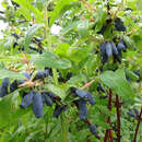 Lonicera caerulea kamtschatica 'Balalaika' - Lenzbeere, Blaue Heckenkirsche