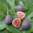 Ficus carica 'Contessina' - Fruchtfeige