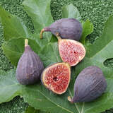 Ficus carica 'Contessina' - Fruchtfeige