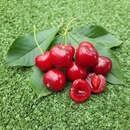 Prunus cerasus 'Schattenmorelle' - Weichsel