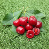 Prunus cerasus 'Schattenmorelle' - Weichsel