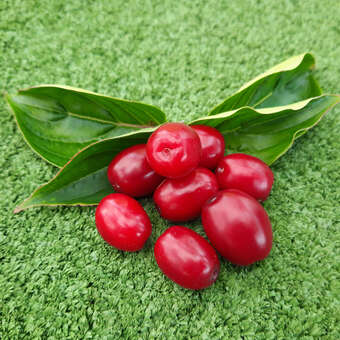 Cornus mas 'Shan'