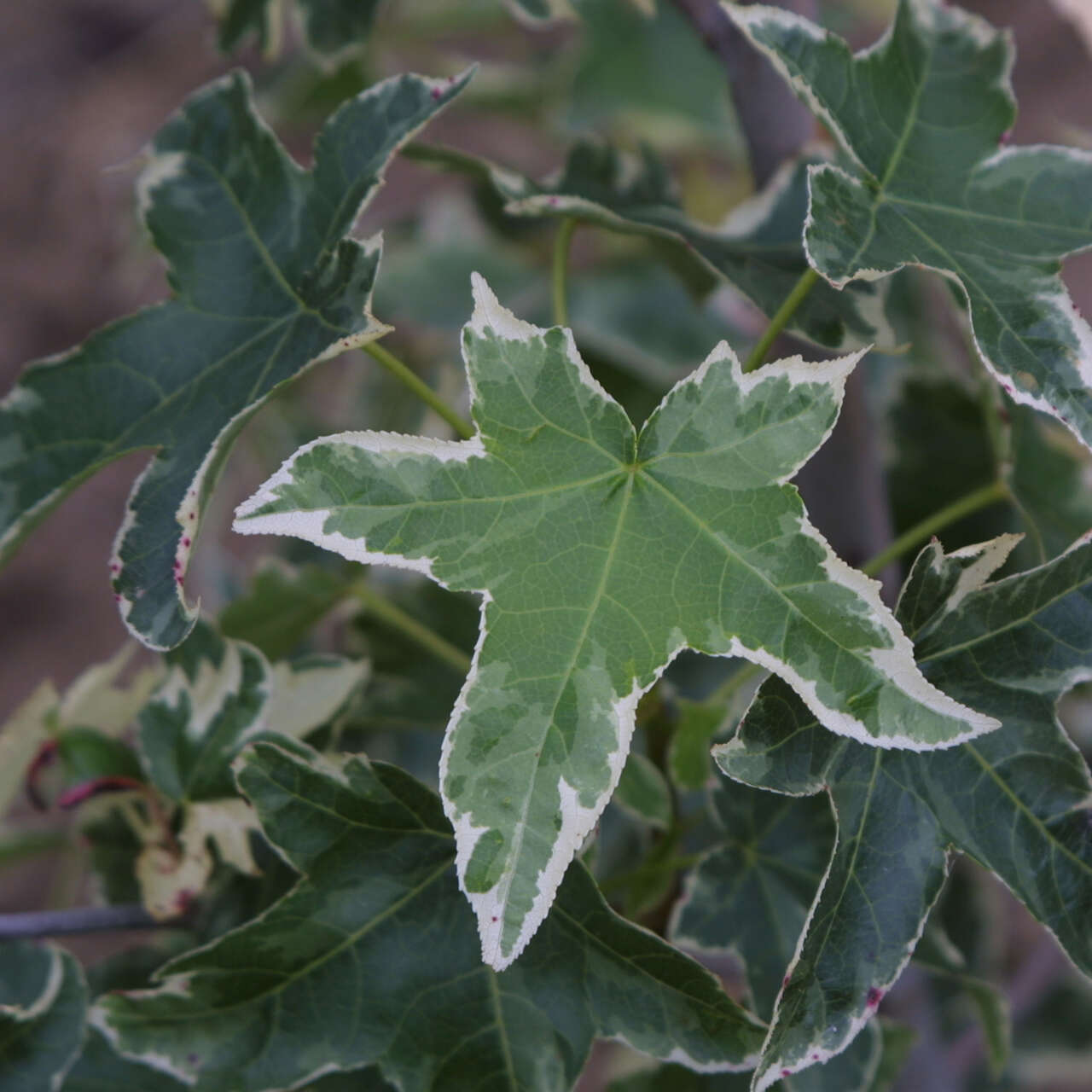 Weißbunter Amberbaum Liquidambar styraciflua 'Silver King' buntlaubig