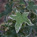 Liquidambar styraciflua 'Silver King' - Weißbunter Amberbaum