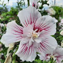 Hibiscus syriacus 'Starbust Chiffon' - Eibisch