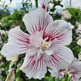 Hibiscus syriacus 'Starbust Chiffon' - Eibisch