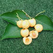 Prunus av. 'Dönissens Gelbe Knorpelkirsche': Bild 1/1