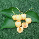 Prunus av. 'D.Gelbe Knorpelkirsche' - Kirsche