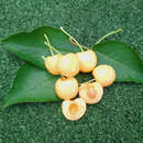 Prunus avium'Dönissens Gelbe Knorpelkirsche' - Kirsche