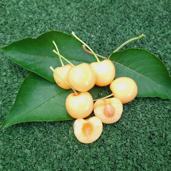 Prunus av. 'Dönissens Gelbe Knorpelkirsche'