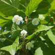 Actinidia kolomikta 'Adam': Bild 1/2