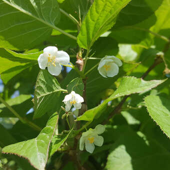 Actinidia kolomikta 'Adam'