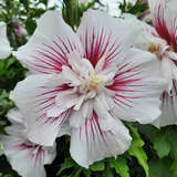 Hibiscus syriacus 'Starbust Chiffon' - Eibisch
