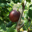 Ribes uva-crispa 'Relina': Bild 1/2