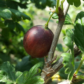 Ribes uva-crispa 'Relina'