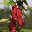 Ribes rubrum 'Herbstzauber': Bild 2/2
