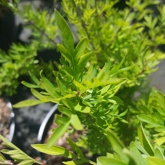 Syringa protolaciniata