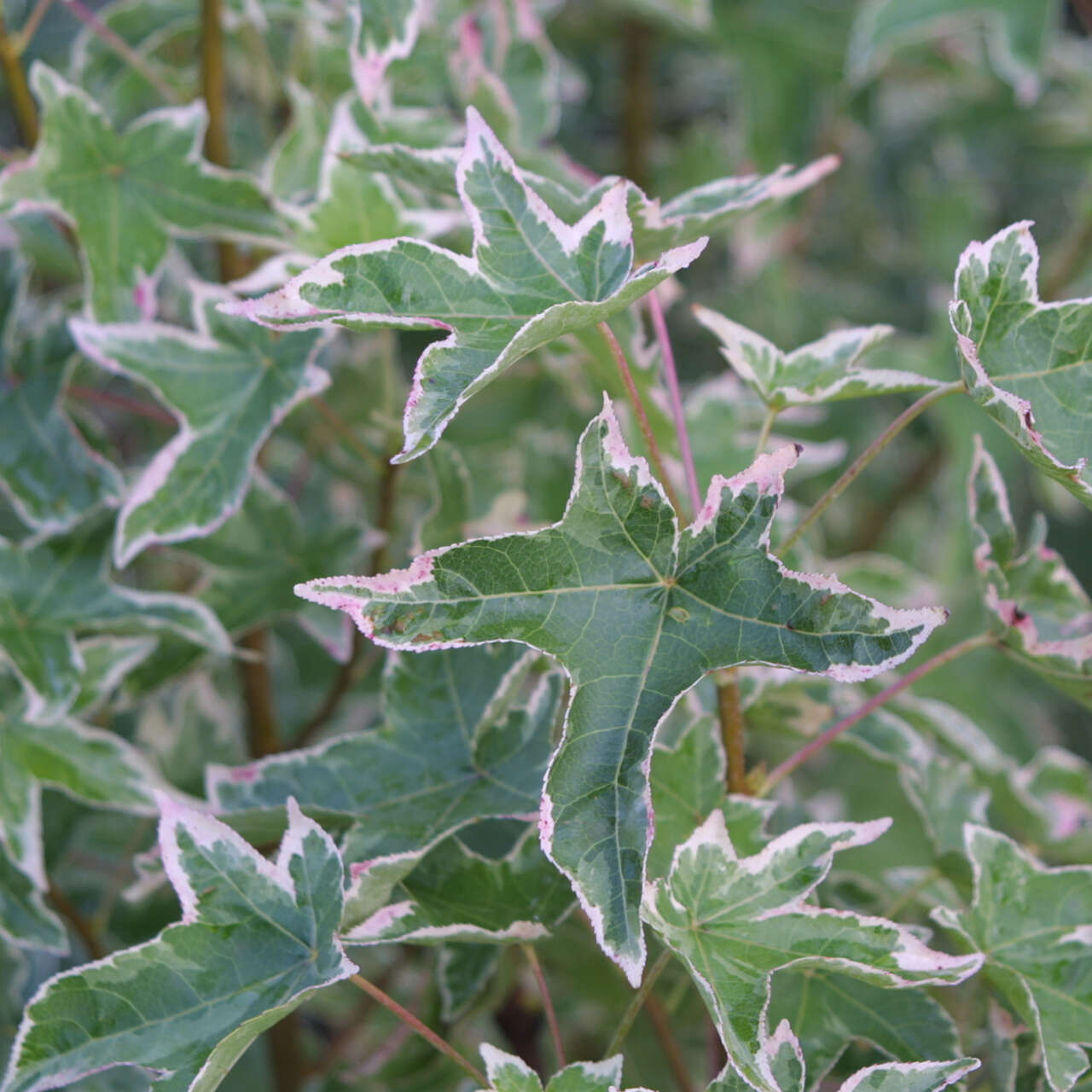 Weißbunter Amberbaum Liquidambar styraciflua 'Silver King' buntlaubig