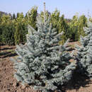 Abies lasiocarpa 'Compacta' - Zwerg-Korksilbertanne