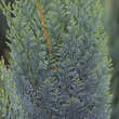 Chamaecyparis lawsoniana 'Alumii': Bild 1/1